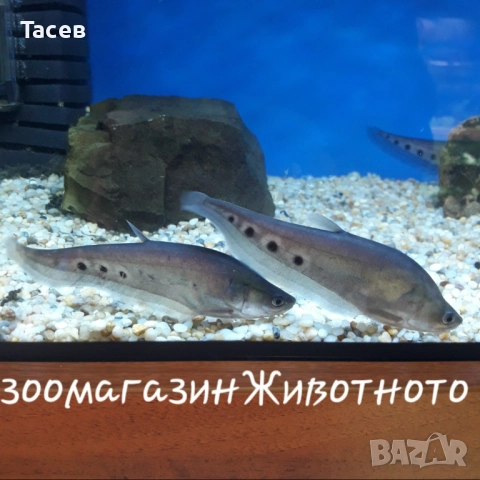 Читала орната