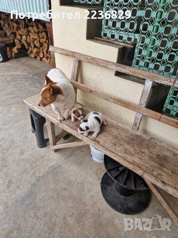 Джак-Ръсел Териер , снимка 8 - Джак ръсел териер - 53756570