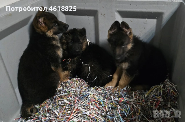 Немски овчарки Топ, снимка 13 - Немска овчарка - 53389024