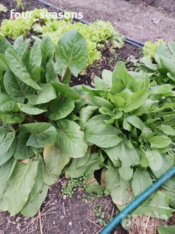 Разсад - киселец