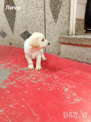 продавам лабрадори , снимка 8 - Лабрадор ретривър - 52606304