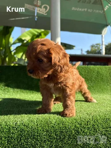 Кавапу (Cavapoo ), снимка 2 - Кавалер кинг чарлз шпаньол - 55976392