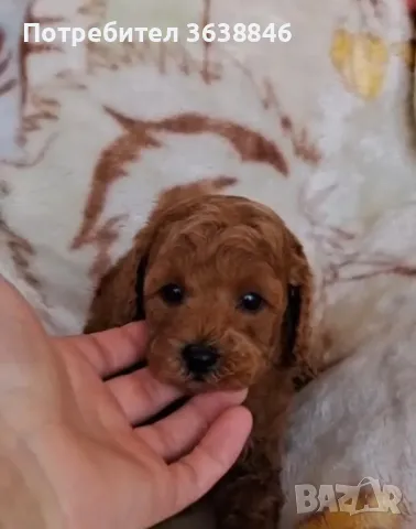 Малтипу, снимка 2 - Други - 49824784