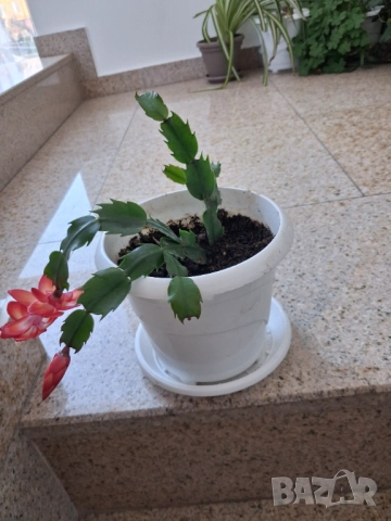 Стайни цветя - Коледничета, снимка 8 - Стайни растения - 52315263