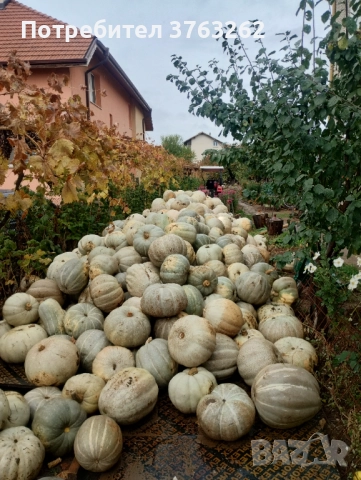 Тиква Кестен 