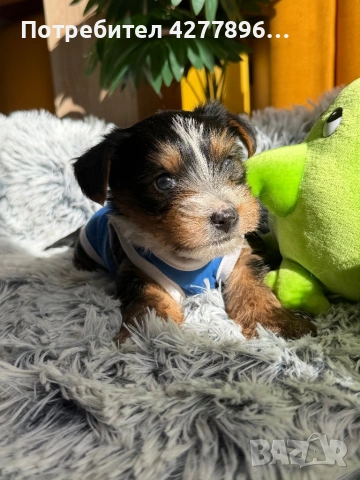 Бийвър йоркширски териер