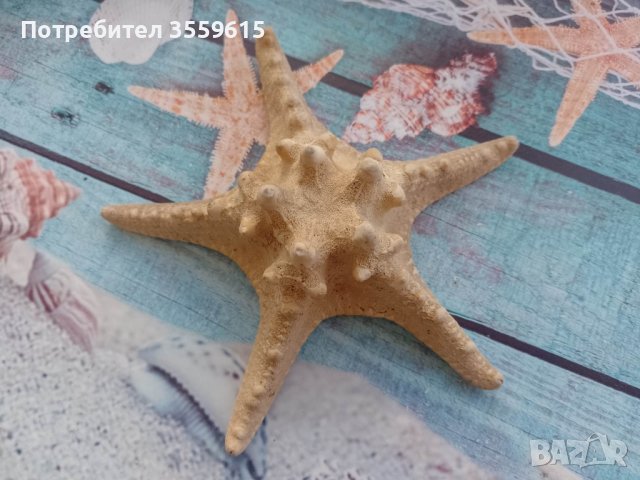 морска звезда от Малайзия, снимка 1 - Декорация за дома - 41096853