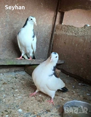 Гълъби пазарджишки 