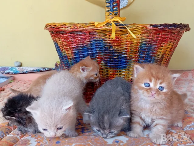 Сибирски котенца, сибирче, хипоалергично, коте, сибирска котка, снимка 4 - Сибирски - 56132083