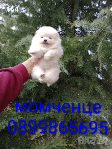 Белил Померани. Реални снимки от 28.02.26 г. Момче и момиче, снимка 3 - Померан - 53657895