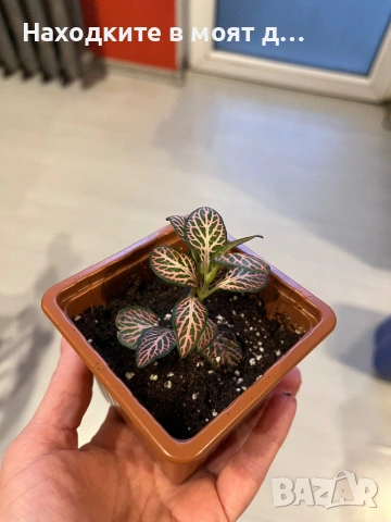 Хипоестес, снимка 4 - Стайни растения - 53808145