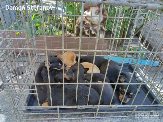 продавам мини пинчери , снимка 4 - Пинчер - 55747549
