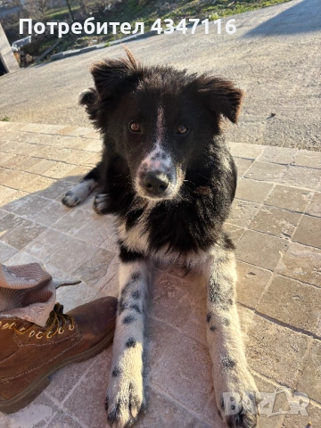 Бордър коли си търси стопанин, снимка 2 - Бордър коли - 53659827