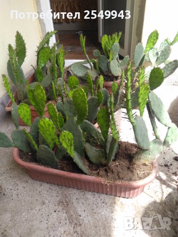 Саксии с незамръзващ кактус  , снимка 12 - Стайни растения - 41240742