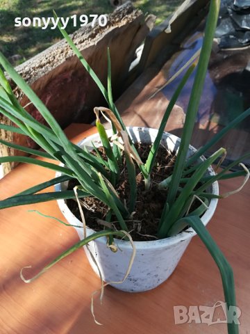 ЛУК ЗАСАДЕН В САКСИЯ-ЗА САЛАТАТА ЗА ДЕКОР ИЛИ ДР 1802241006, снимка 2 - Стайни растения - 44349132