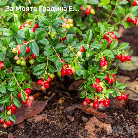 Червена Американска Боровинка