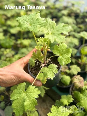 Делфиниум -10 вида 