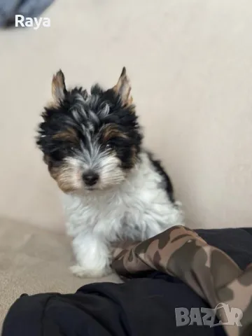 Бивър йорки , снимка 3 - Йоркширски териер - 47279281