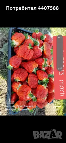 Расзад ягоди и малини , снимка 6 - Разсади - 49590414