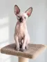 котенца канадски сфинкс - женско, снимка 2