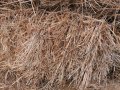 Бали пшеничена слама , снимка 2