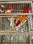 Продавам папагали розели- Рубино , снимка 1 - Папагали - 40256349