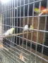продавам канари , снимка 5