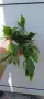 Hoya polyneura,Хоя полинеура, снимка 1