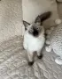 женска на 4 месеца търси своето любящо семейство, снимка 4