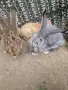 зайци великани всякакви, снимка 7