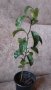 Портокал младо растение цитрус на година и половина, снимка 1 - Стайни растения - 38604477