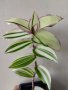 Кализия, callisia soconuscensis dragon tail, снимка 1 - Стайни растения - 42273388