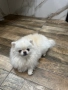 Померан, снимка 3