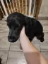 Кокер шпаньол английски , снимка 2
