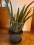 Алое вера - различни големини, снимка 2
