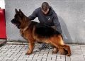 Елитни Немски Овчарки , снимка 6