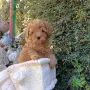Той пудел момиче., снимка 2