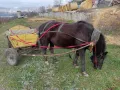 Продавам кон с каруца, снимка 6