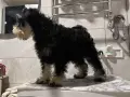 цвергшнауцер мъжки и женски, снимка 1