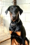 Добермани расови, снимка 4
