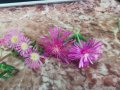 супер едър цвят делосперма, снимка 1 - Градински цветя и растения - 41883299