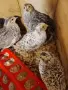 Продавам пъдпъдъци на 20дни, снимка 3