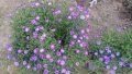 Цветя Астра алпийска – за ранно пролетно засаждане в градината, снимка 3