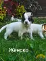 Джак Ръсел Териер , снимка 6