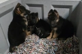 Немски овчарки Топ, снимка 13