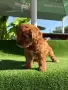 Кавапу (Cavapoo ), снимка 2
