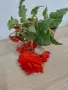 КАСКАДНИ МНОГОГОДИШНИ БЕГОНИ , снимка 9