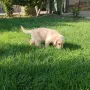 Лабрадор ретривър , снимка 6