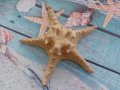 морска звезда от Малайзия, снимка 1