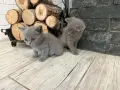 Чистокръвни Британски късокосмести котенца, снимка 3
